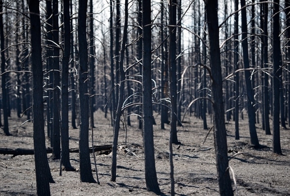 stand of trees severely damaged by wildfire