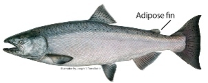 Illustration of a chinook salmon