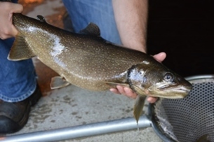 Some of Michigan’s most sought-after fish, like lake trout, are grown in state fish hatcheries and then transported to a variety of water bodies. 
