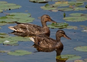 Waterfowl is just one example of wildlife that will benefit from work like that being done this year at the Reedsburg Dam and flooding