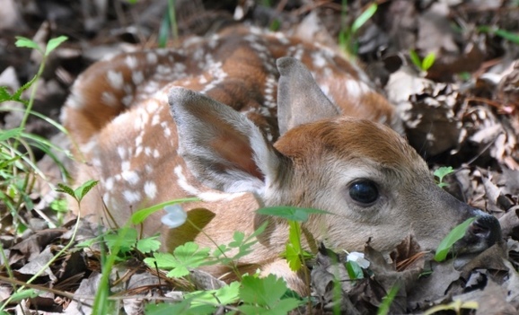 fawn curled up in the grass