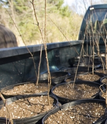 Saplings in a truck bed ready to be planted