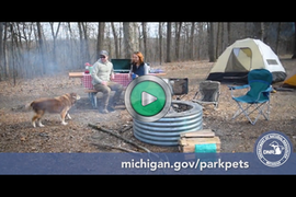 play dog-friendly video