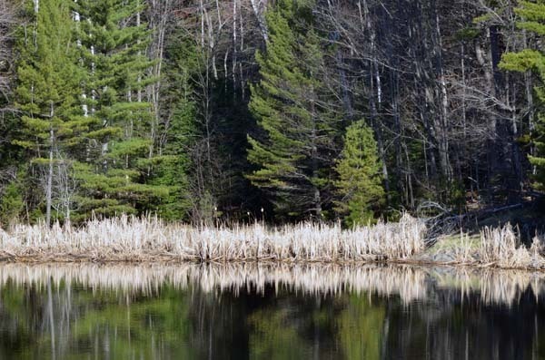 A picturesque scene from Deer Lake in May.