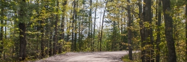 dirt road through a forest