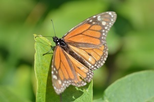 monarch butterfly on a leaf