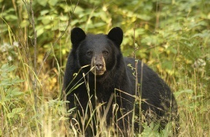 The Michigan DNR is asking the public to participate in a survey about black bear management.