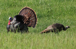 male and female wild turkeys