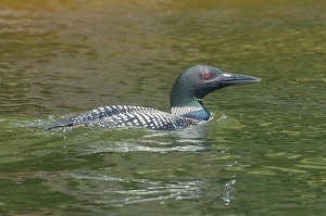 Because loons and other birds nest in the summer, the Michigan DNR asks boaters to keep their distance and use caution on the water.
