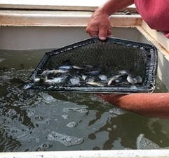 A net full of baitfish