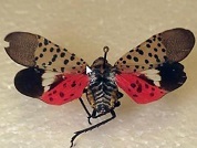 spotted lanternfly life stages from larva to winged insect