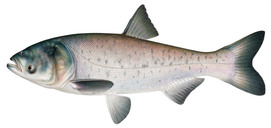 Bighead carp illustration