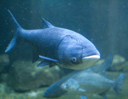 bighead carp swimming in water