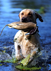 golden retriever in water with duck decoy in mouth