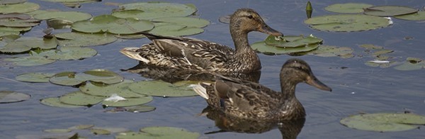 ducks swimming in lily pads