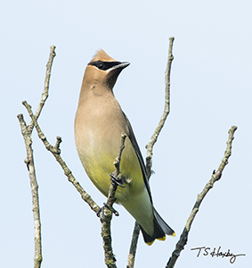cedar waxwing photo by Tom Haxby
