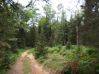 One of the old woods roads traveled often by my family.