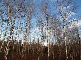 An Upper Peninsula stand of poplar trees off one of the woods roads we'd travel.