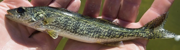Walleye is just one fish species the DNR stocks in Michigan waters