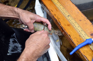 A DNR fisheries staffer takes a scale sample from a brook trout in Alger County.