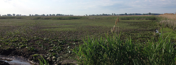 Wetland flooding area