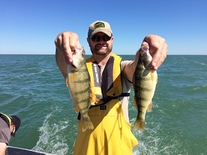 Yellow perch is one of the fish species being studied in the annual Saginaw Bay fish survey.