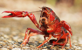 A red swamp crayfish waves its claws