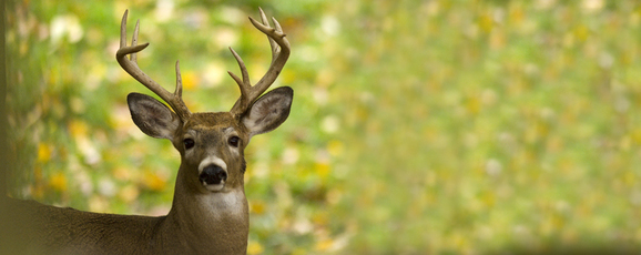 Whitetail Deer Buck