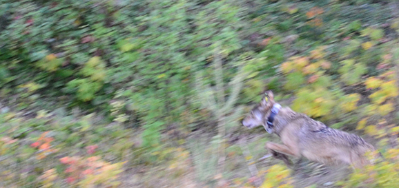 An artistic photo shows the first gray wolf translocated to Isle Royale National Park is on the move away from her carrier.
