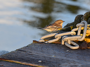 A yellow-rumped warbler along a wooden dock at Isle Royale National Park.