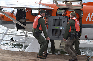 Wolf translocation team members bring the first wolf ashore.