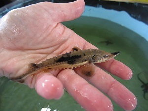 More than 12,000 juvenile lake sturgeon, like this one, were released this summer and fall by DNR fisheries staff and partners.