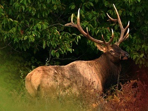 mature elk in Michigan forest