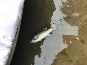 Largemouth bass infected with Largemouth Bass Virus