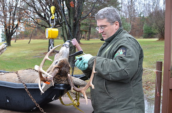 DNR wildlife biologist Brian Roell gets ready to age a buck at the Marquette DNR check station.