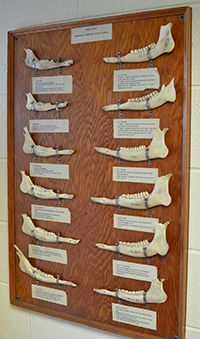 A display shows deer jaws of varying ages.