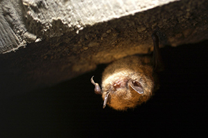 bat hanging upside-down
