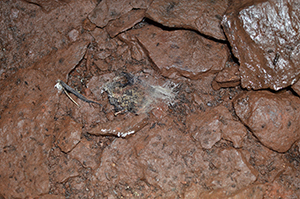 The remains of a bat killed by white-nose syndrome. This animal was found on the bottom of a cave.