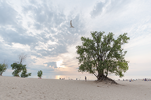 Warren Dunes State Park