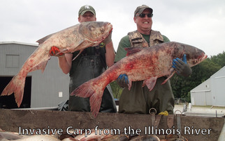 invasive carp