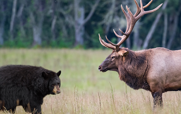 An elk and a bear in a field