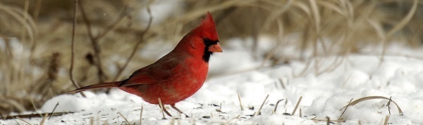 A bright red cardinal perched in the winter snow