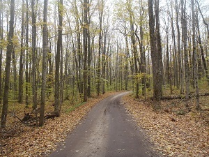 View of a winding road surrounded by mature autumn forest