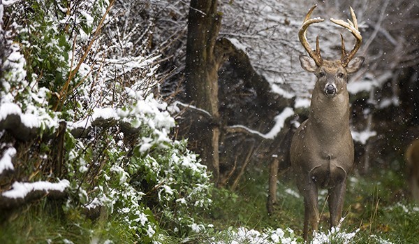 whitetail buck in snowy forest