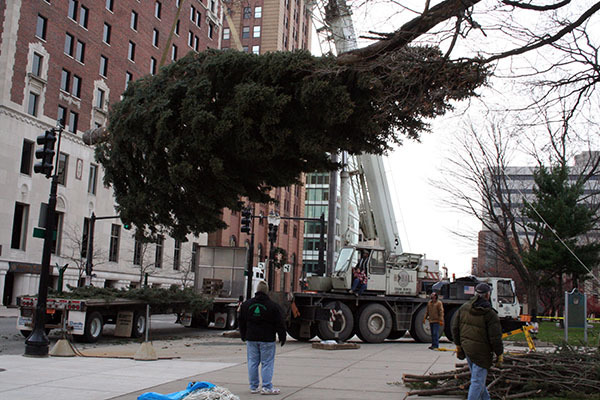 A crane is used to lift the state Christmas tree from a flatbed truck.