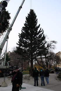 The state Christmas tree is set into place.