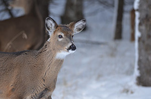 A white-tailed deer in winter in Marquette County.