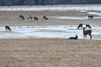 White-tailed deer in a field in Mackinac County.