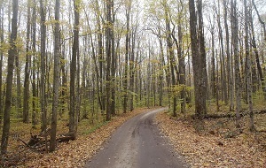 a curving, wide trail through a forested area
