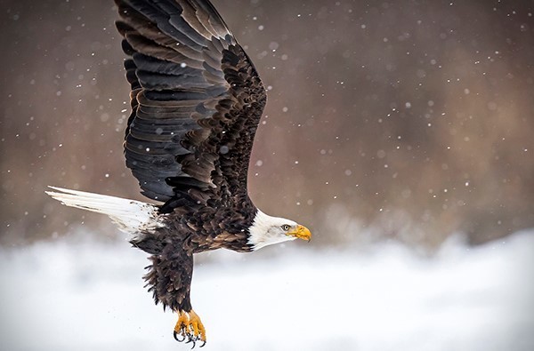 bald eagle in flight